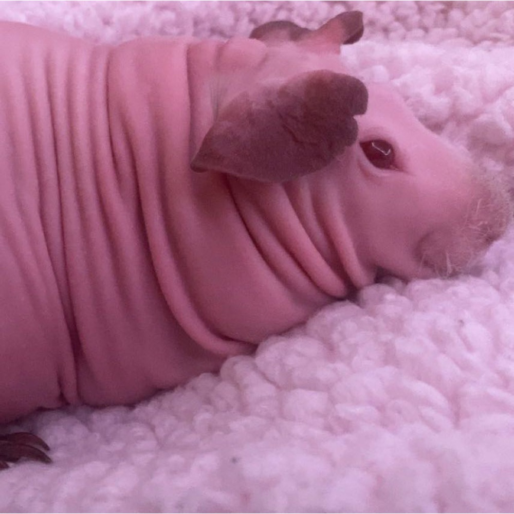 Meet your Posher, Kaelin